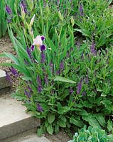 Salvia nemorosa Mainacht