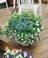 pot on terrace with Surfinia, Pelargonium and Lamiastrum