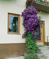 Clematis Jackmanii