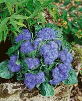 Ageratum houstonianum