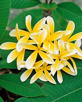 Plumeria Fitzroy Yellow