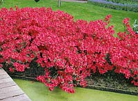 Rhododendron Hino-Crimson