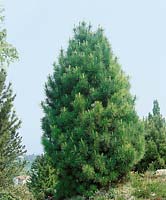 Pinus cembra Pygmaea