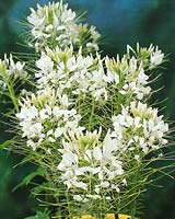 CLEOME spinosa Experimental White