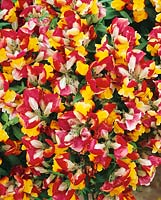 ANTIRRHINUM Floral Showers Red & Yellow Bicolour 