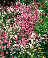 Helipterum roseum Pinky