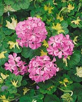 Pelargonium PAC Happy Thought