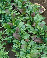 Brassica rapa subsp. nipposinica mixed