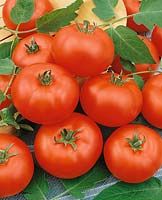 Tomate / Lycopersicon esculentum Moskauer Osennij