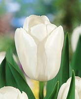 Tulipa Triumph Inzell