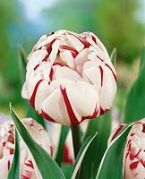 Tulipa Double Late Carnaval de Nice