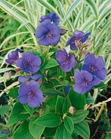 Tibouchina urvilleana