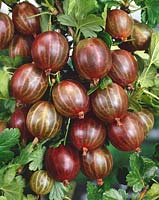 Ribes uva-crispa Achilles