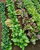 Brassica rapa subsp. nipposinica Asian salad mix