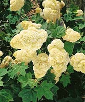 Viburnum plicatum Popcorn