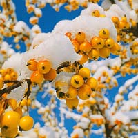 MALUS toringo mit Schnee 