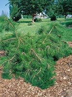 PINUS densiflora Glitzer