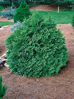 THUJA occidentalis Recurvata