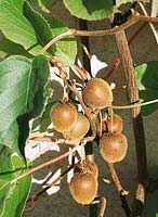 Actinidia Solo