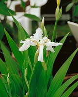 Iris tectorum Alba