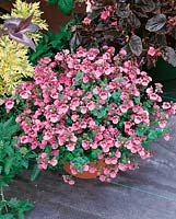 Diascia Little Charmer