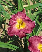 HEMEROCALLIS A. Knie