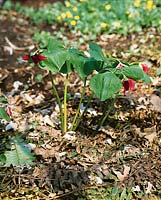 Trillium sessile Rubrum