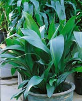 Aspidistra elatior