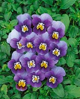 VIOLA Skippy Lavender Bright Eye