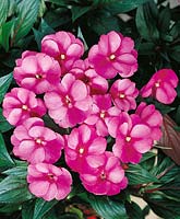 Impatiens New Guinea Paradise Improved Guadeloupe