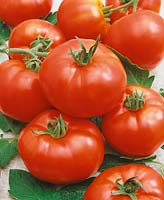 Tomate/Lycopersicon esculentum Suvorovez I
