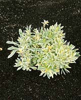 Euphorbia characias subsp. wulfenii Emmer Green