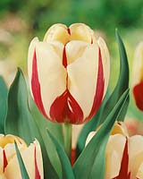 Tulipa Single Late World Expression