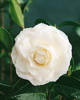 CAMELLIA BENSVILLE