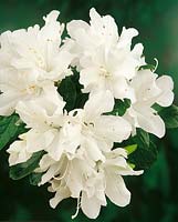 AZALEA H. H. HUME