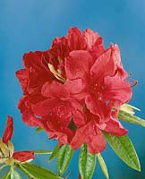RHODODENDRON RODEO