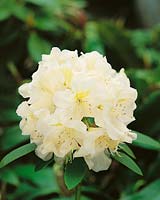 Rhododendron King's Milkmaid