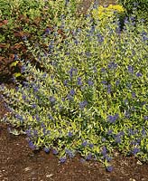 Caryopteris x clandonensis Worcester Gold