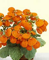 Calceolaria Herbeohybrida