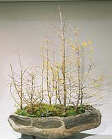 LARIX DECIDUA