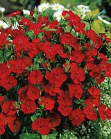 Dianthus Queen of Hearts