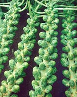 Brassica oleracea var. gemmifera F1
