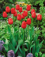 Tulipa Triumph Most Miles