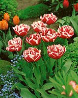 Tulipa Double Late Gerbrand Kieft