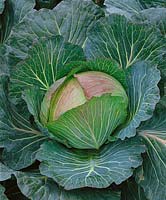 Weisskohl / Brassica oleracea var. capitata f. alba Christams Drumhead