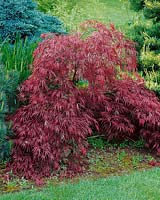 Acer palmatum Red Dragon
