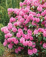 Rhododendron Hurricane