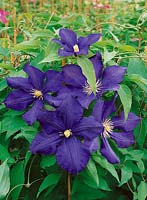 Clematis Luther Burbank