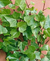 HEDERA HELIX MONTY