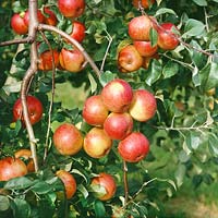 Malus domestica Relinda